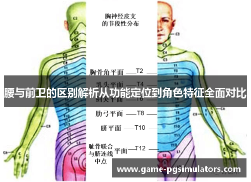 腰与前卫的区别解析从功能定位到角色特征全面对比